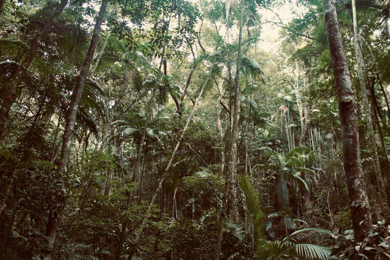 Senderismo por las cuevas y cascadas del Parque Nacional de Tijuca