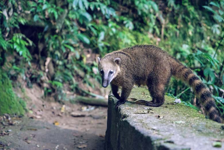 Senderismo por las cuevas y cascadas del Parque Nacional de Tijuca
