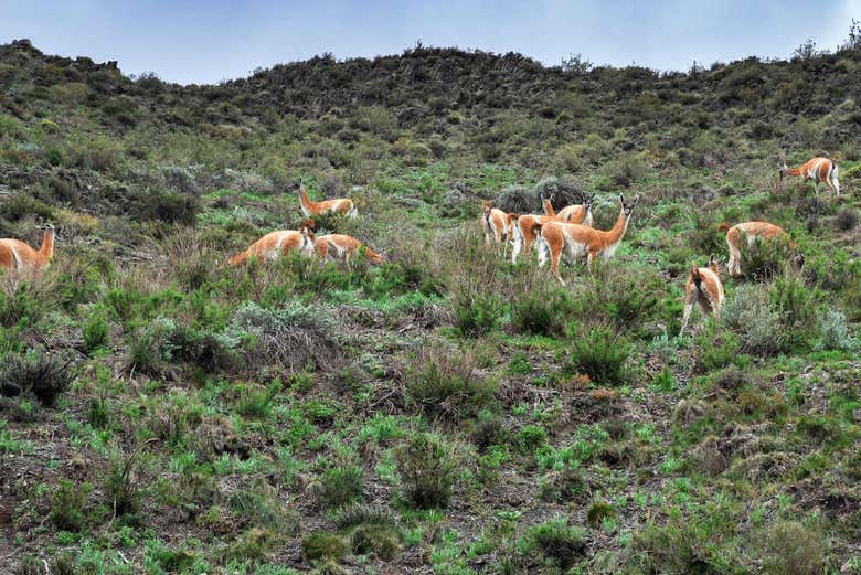 Excursión a la Reserva Villavicencio