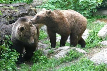 Entrada al Alpenzoo + Funicular Innsbruck-Hungerburg