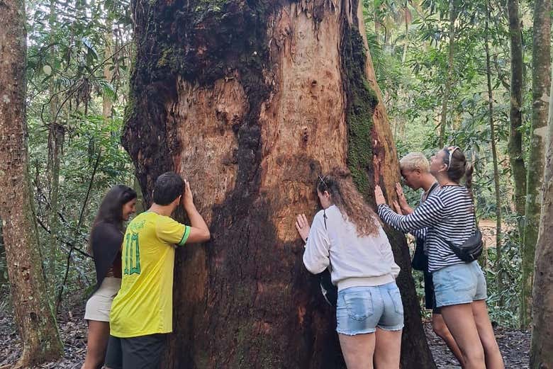 Free tour en 4x4 por el Parque Nacional de Tijuca