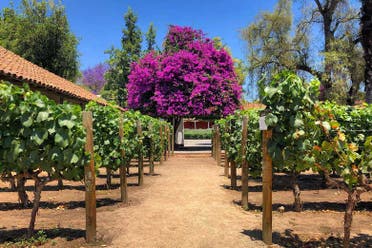 Visita a las bodegas de Santa Rita