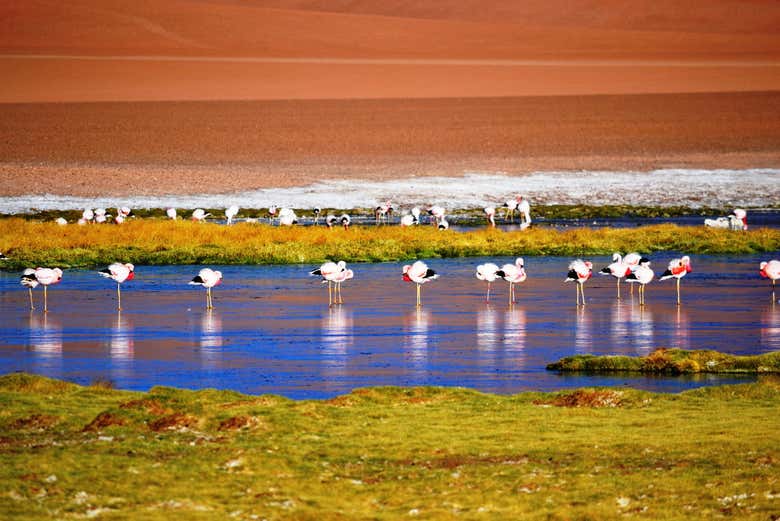 Piedras Rojas, Salar de Atacama y lagos del altiplano
