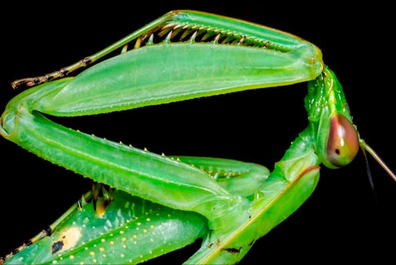 Avistamiento nocturno de caimanes en el río Negro