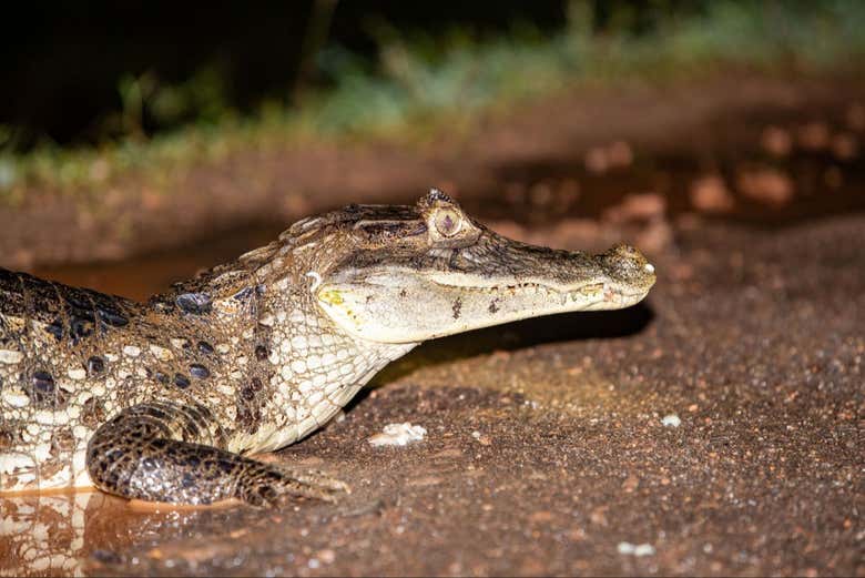 Avistamiento nocturno de caimanes en el río Negro