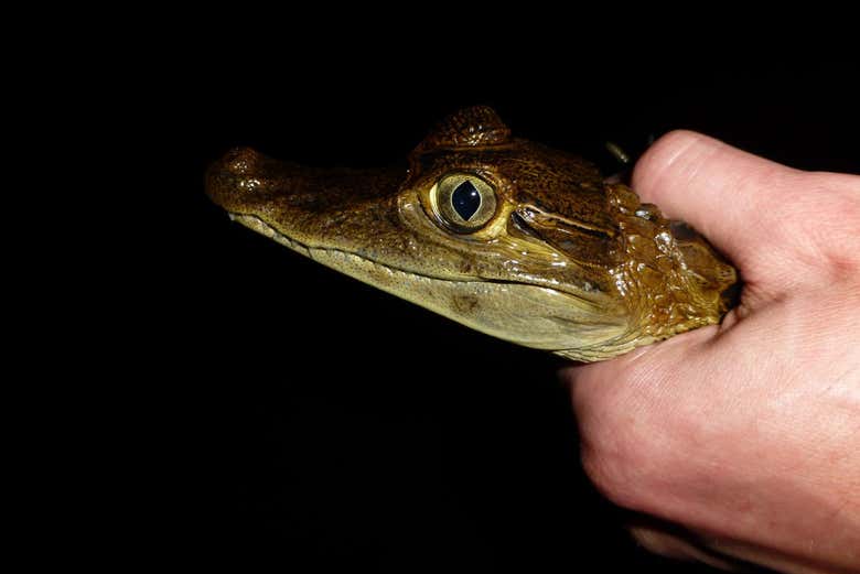 Avistamiento nocturno de caimanes en el río Negro