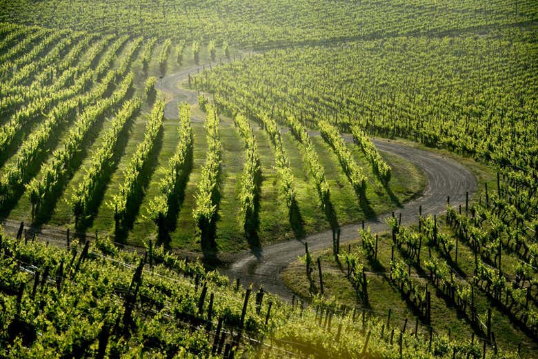 Visita a la viña Haras de Pirque