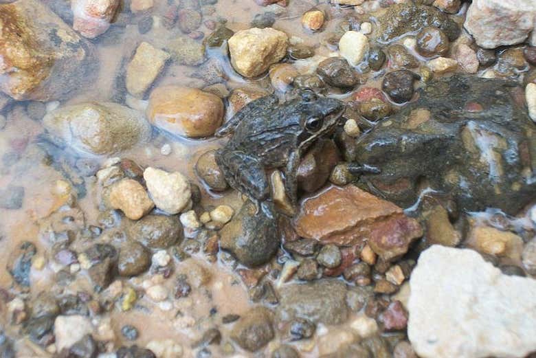 Senderismo por el Abra de Canasí + Snorkel