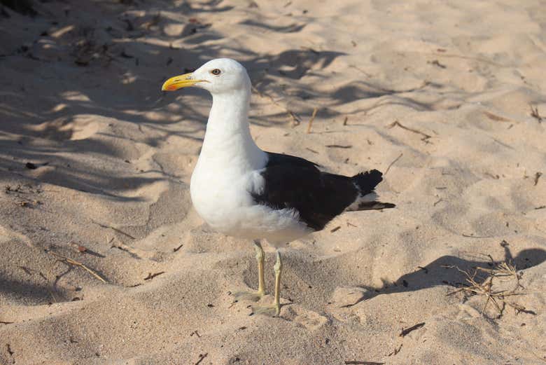 Senderismo por las playas y piscinas naturales de Búzios