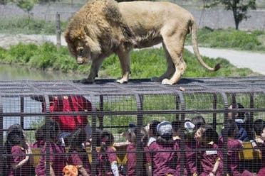 Excursin al Parque Safari de Rancagua