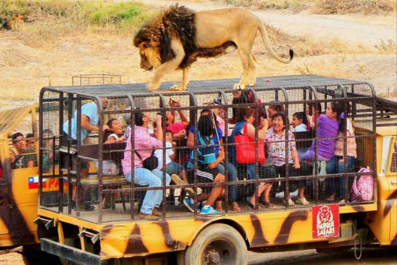 Excursión al Parque Safari de Rancagua
