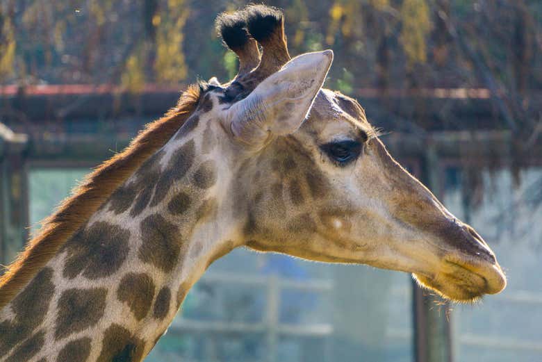 Excursión al Parque Safari de Rancagua