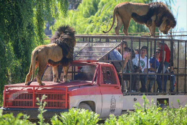 Excursión al Parque Safari de Rancagua