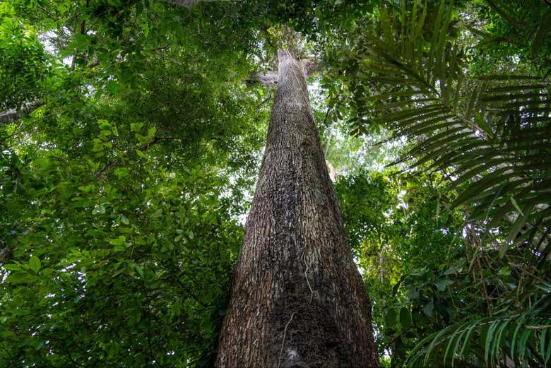 Tour de aventura en la selva amazónica