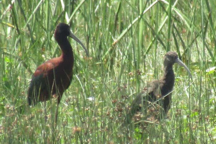 Tour por Maullín + Avistamiento de aves en Quenuir Bajo