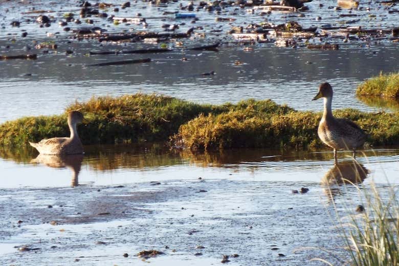 Tour por Maullín + Avistamiento de aves en Quenuir Bajo