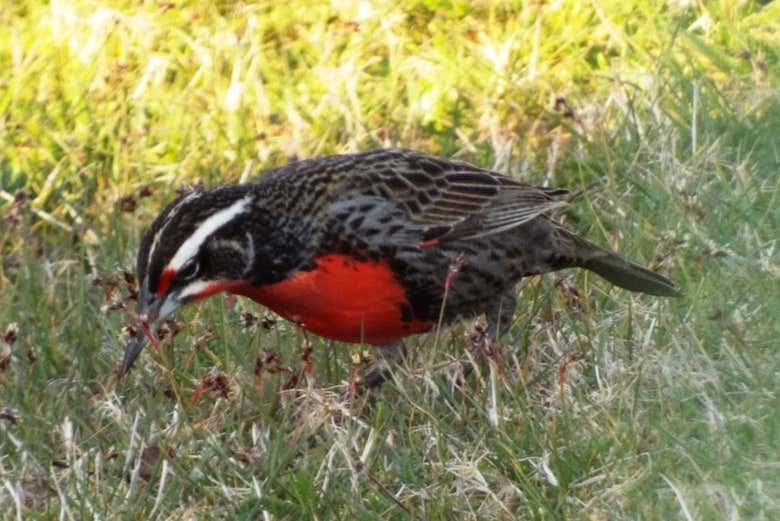 Tour por Maullín + Avistamiento de aves en Quenuir Bajo