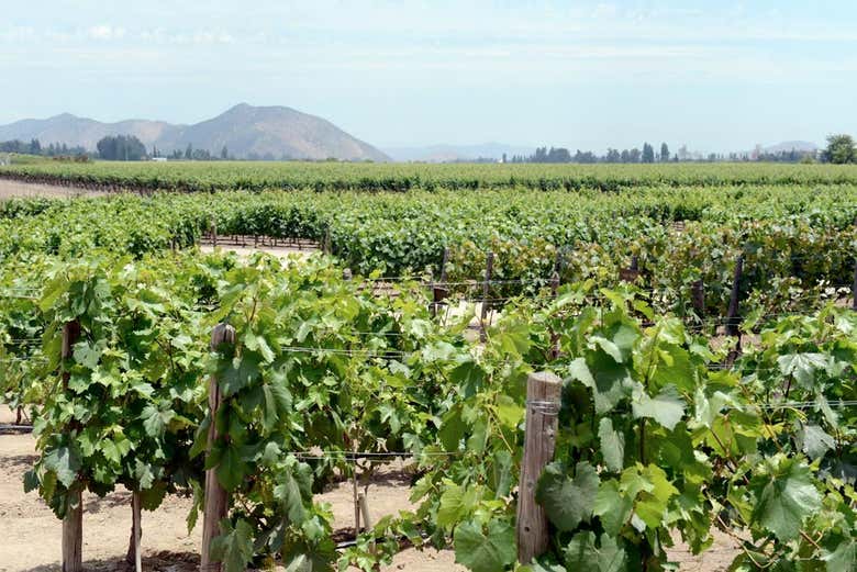 Excursión a la Viña Concha y Toro