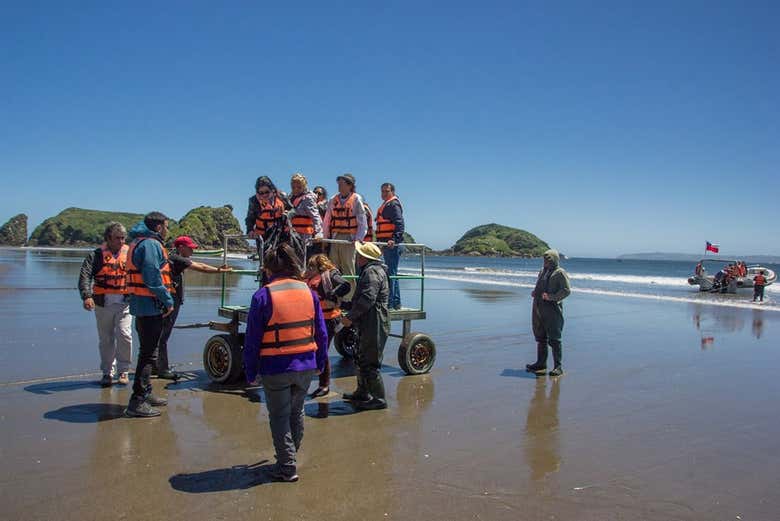 Isla de Chiloé: Chacao, Ancud y pingüinos de Puñihuil