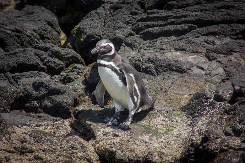 Isla de Chiloé: Chacao, Ancud y pingüinos de Puñihuil