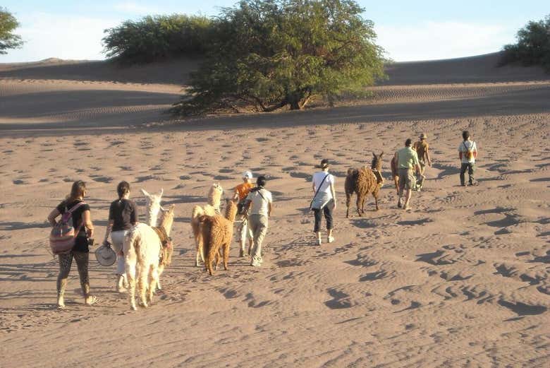 Senderismo con llamas + Ceremonia ancestral en el desierto de Atacama
