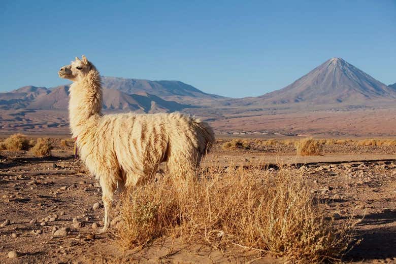 Senderismo con llamas + Ceremonia ancestral en el desierto de Atacama