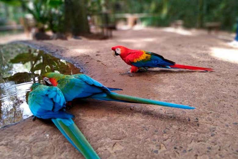 Entrada al Parque das Aves