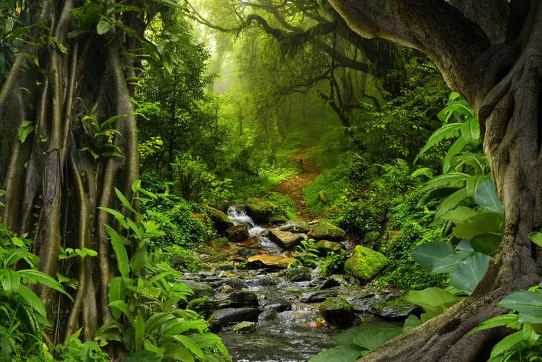 Tour por la selva amazónica y las islas Anavilhanas