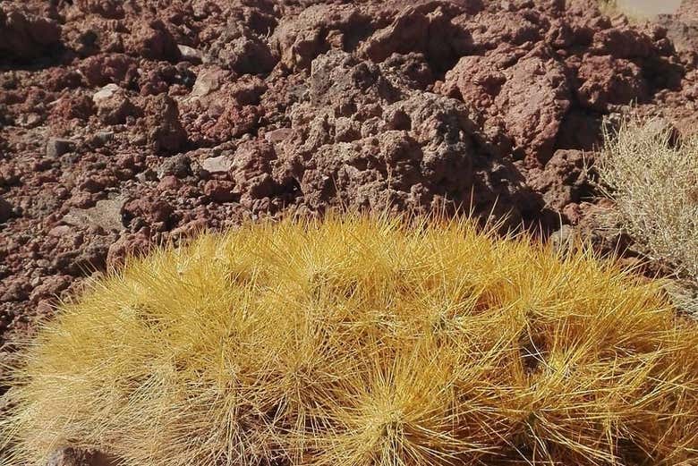Ruta privada de trekking por el volcán Poruña