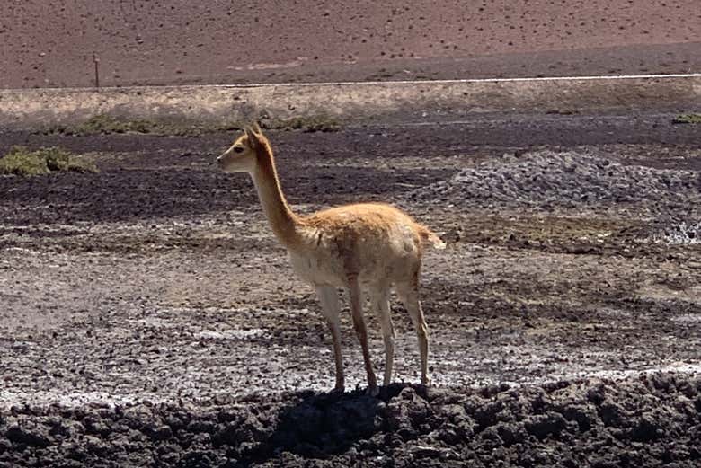 Excursión privada a Ollagüe y los salares del Alto del Loa