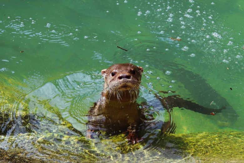 Tour por el BioParque + Noria Rio Star