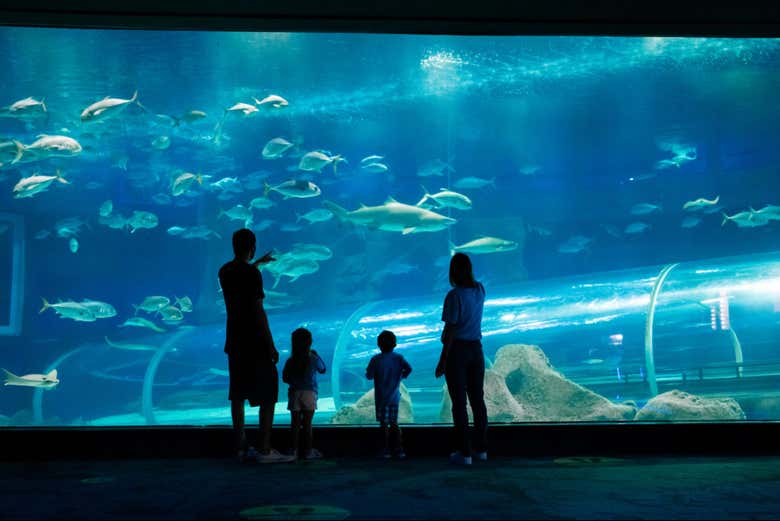 Tour por AquaRio y el Museo del Mañana