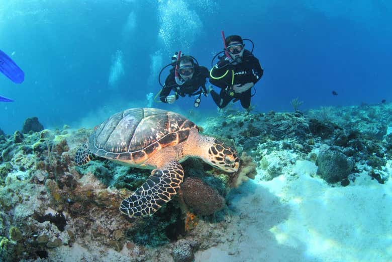 Bautismo de buceo en Búzios