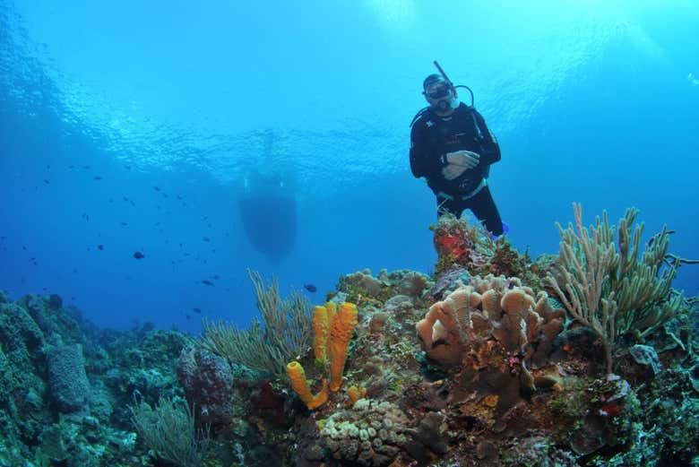 Bautismo de buceo en Búzios