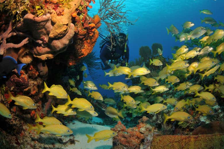 Bautismo de buceo en Búzios