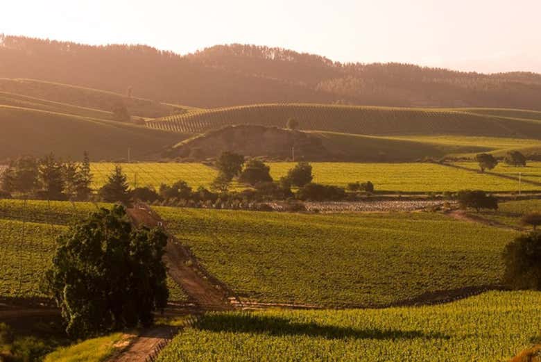 Visita a la viña Casas del Bosque