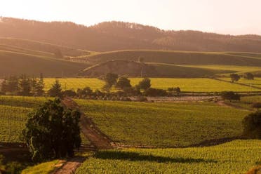 Visita a la via Casas del Bosque