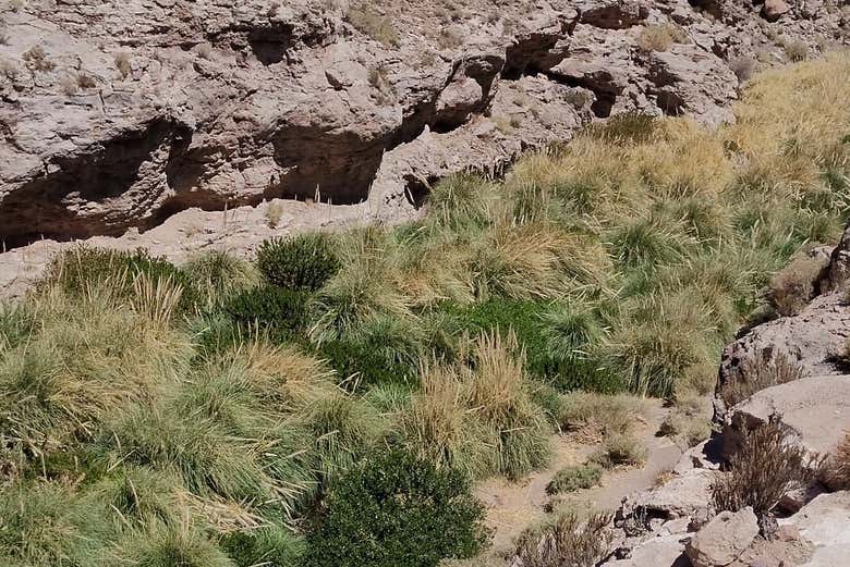 Senderismo por la quebrada del río Puritama