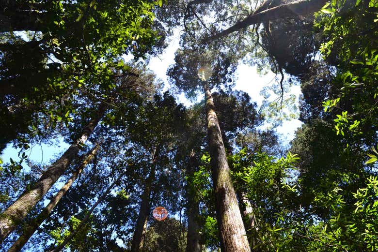 Tour privado por Puerto Varas, Nueva Braunau y Lahuen Ñadi