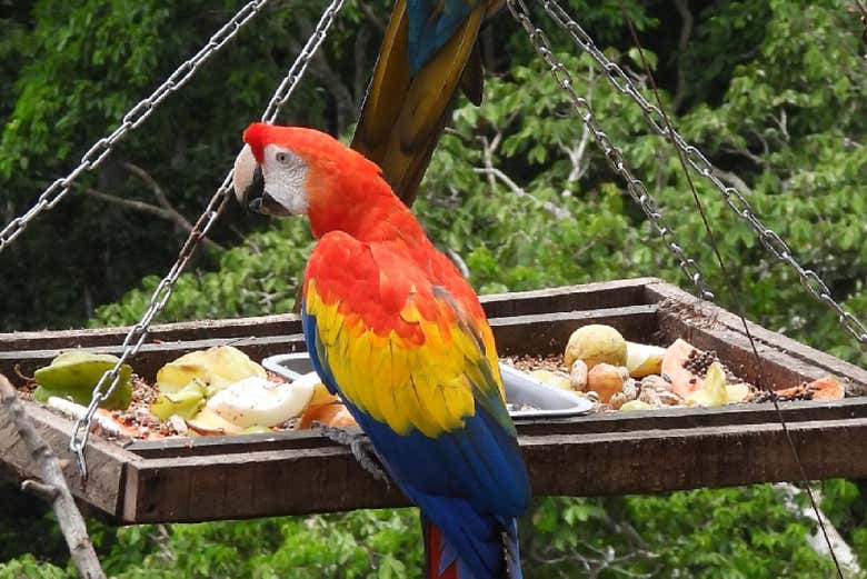 Visita a la reserva Fundación Loros + Paseo en 4x4, quad o caballo