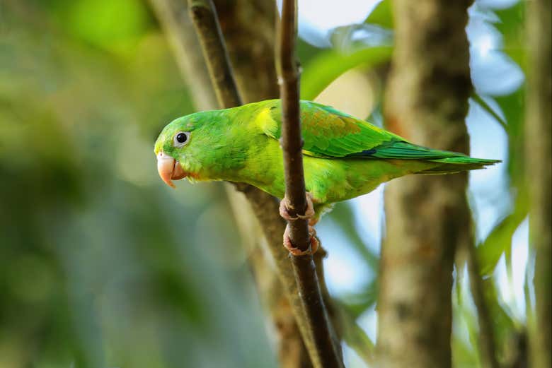 Visita a la reserva Fundación Loros + Paseo en 4x4, quad o caballo