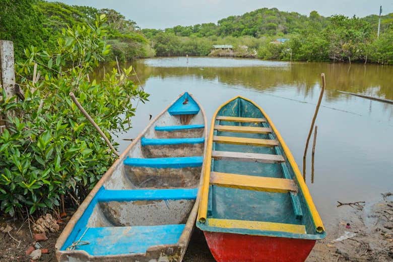 Tour por los manglares de Cartagena