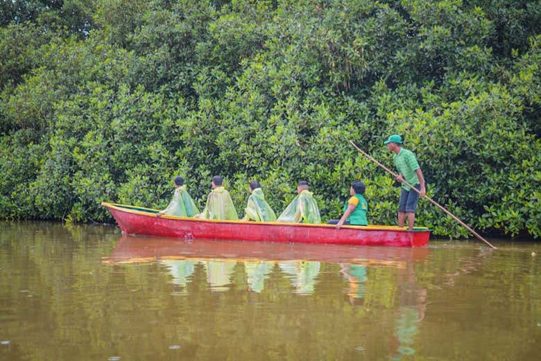 Tour por los manglares de Cartagena