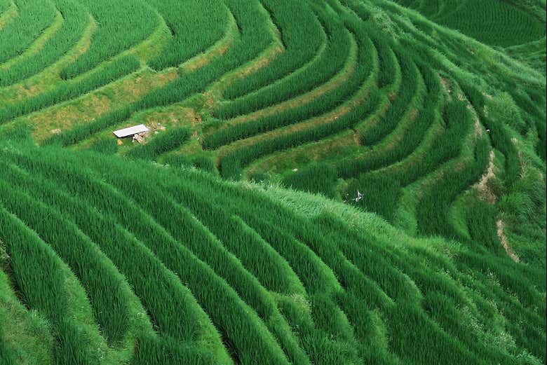 Excursión a las terrazas de arroz y aldeas de Longji