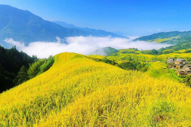 Excursión a las terrazas de arroz y aldeas de Longji