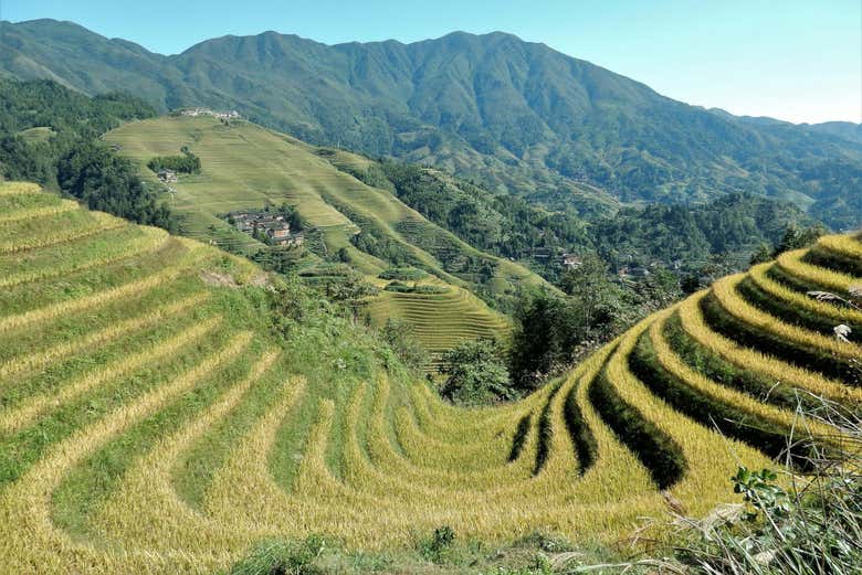 Excursión a las terrazas de arroz y aldeas de Longji