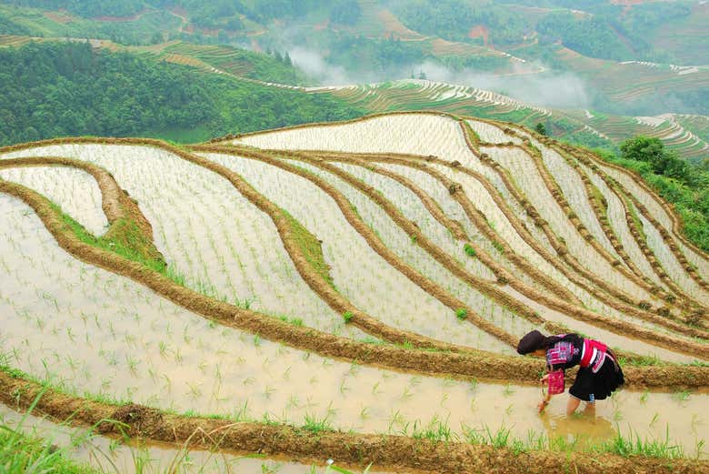 Excursión a las terrazas de arroz y aldeas de Longji