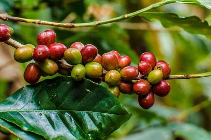 Tour del café por Medellín