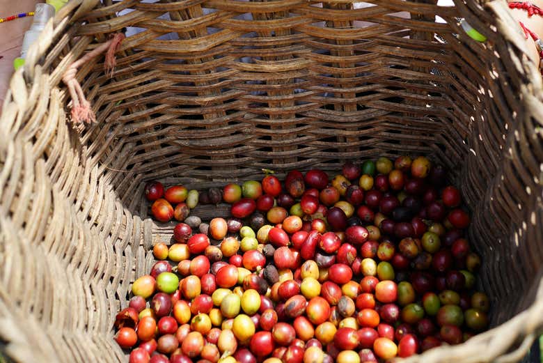 Tour del café por Medellín