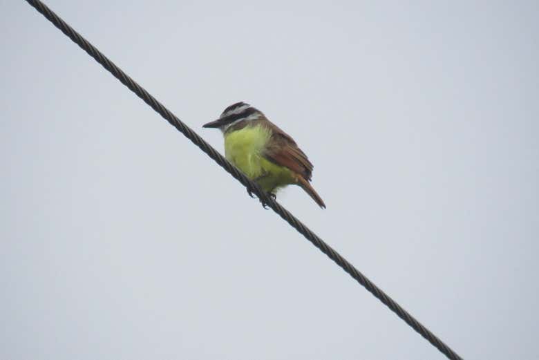 Avistamiento de aves en Altavista